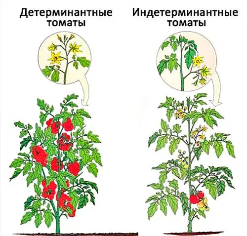 Формирование кустов томатов