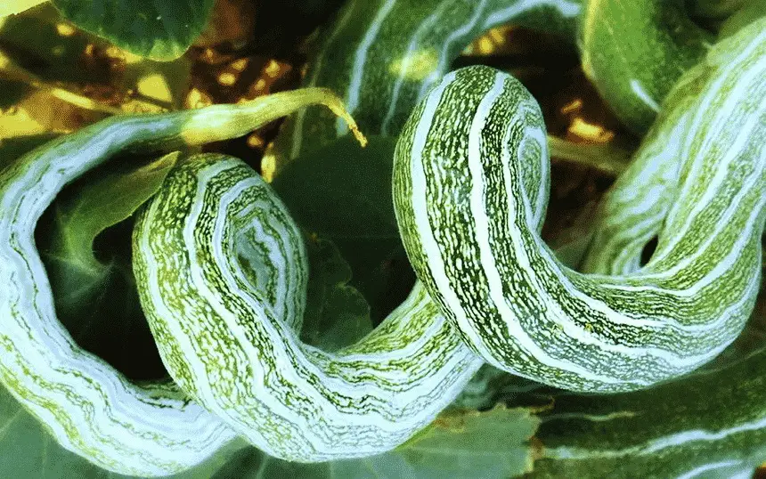 Змеиный огурец (Cucumis flexuosus) Змеиный огурец (Cucumis flexuosus)