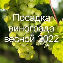 Посадка винограда весной в 2022 году