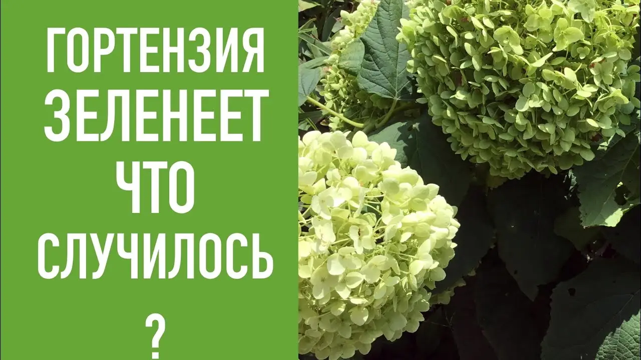 &nbsp;Позеленение цветков гортензии &ndash; результат неправильной реакции почвы или дефицита питательных веществ.&nbsp;