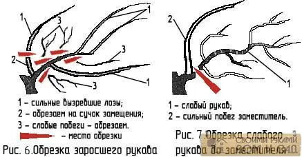Обрезка винограда