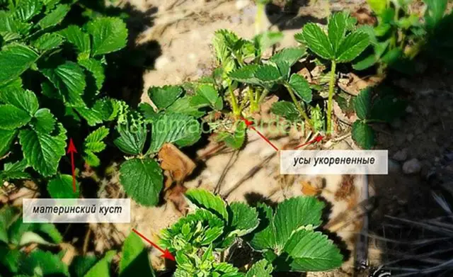 Как правильно обрезать усы клубники Как правильно обрезать усы клубники