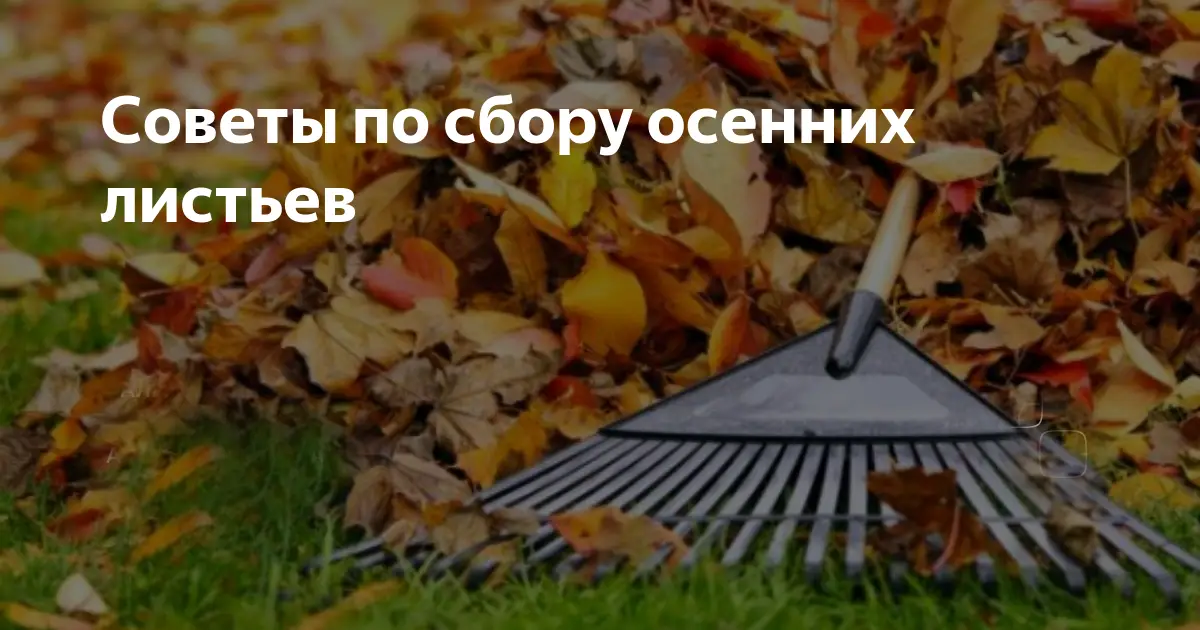 Не сгребайте мокрые листья Не сгребайте мокрые листья