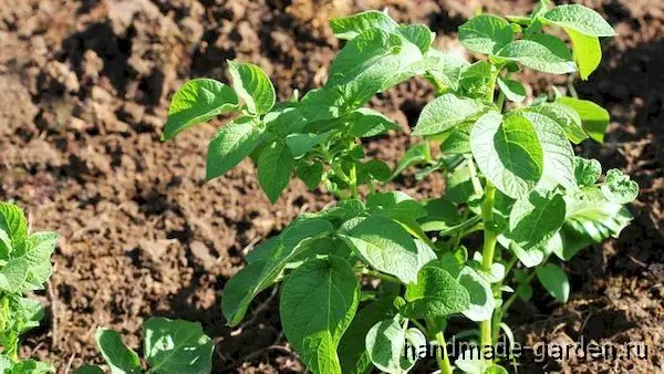 Лучшие удобрения для картофеля