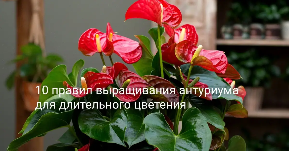 Антуриум, как звезда среди комнатных цветов: 10 секретов его роскошного цветения Антуриум, как звезда среди комнатных цветов: 10 секретов его роскошного цветения