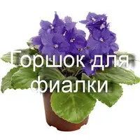 Какой горшок для фиалки выбрать