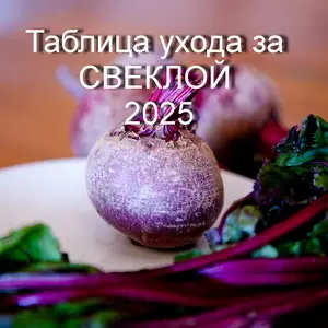 Лунный календарь посева и ухода за свеклой на 2025 год