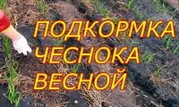 Подкормка чеснока весной и&nbsp;летом для достижения высокой урожайности