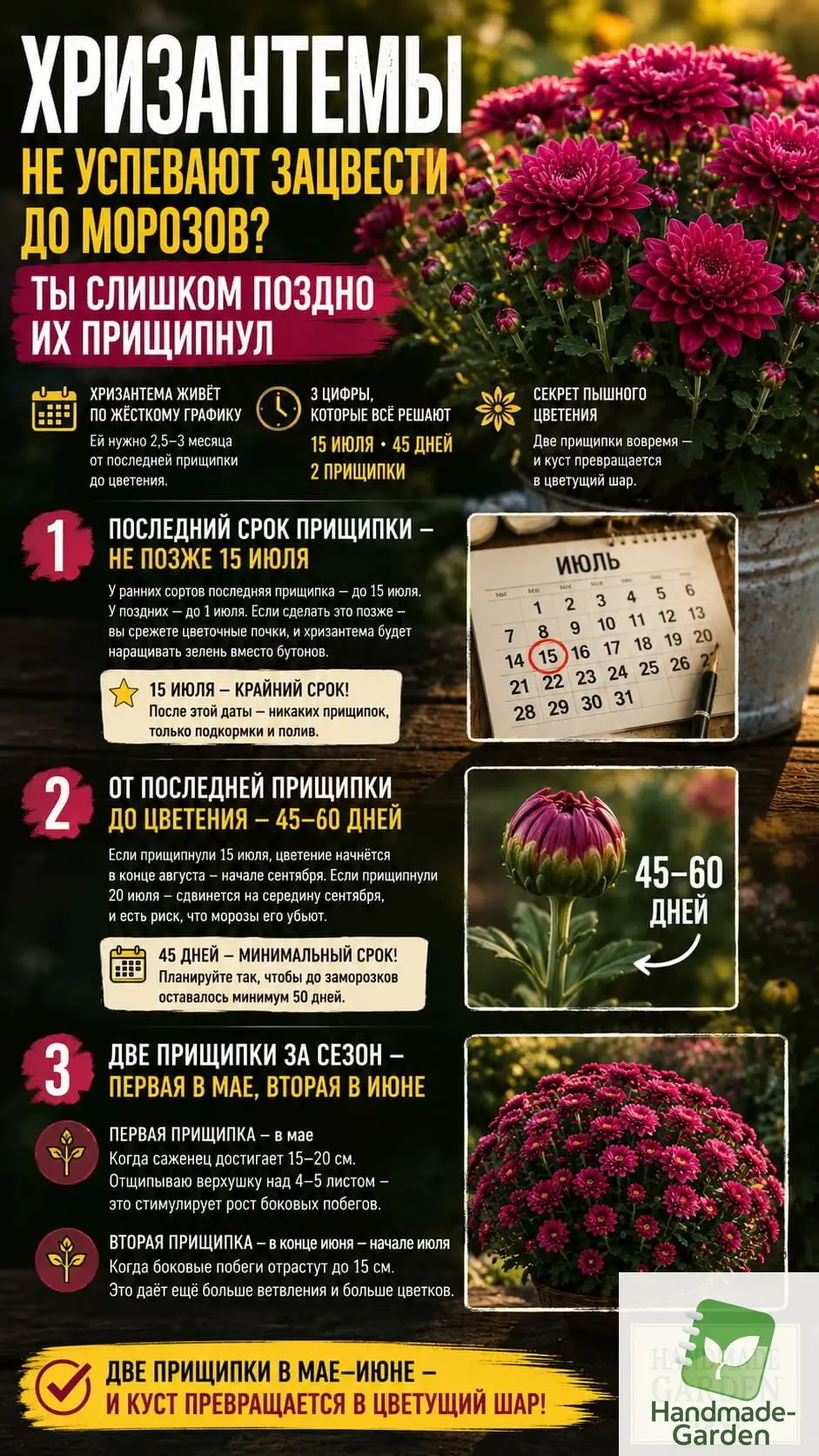 Хризантемы не успевают зацвести до морозов
