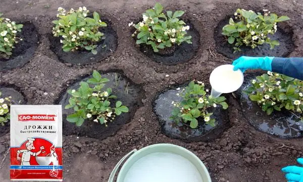 Как развести дрожжи для подкормки клубники