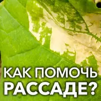 Болезни рассады и меры борьбы с ними