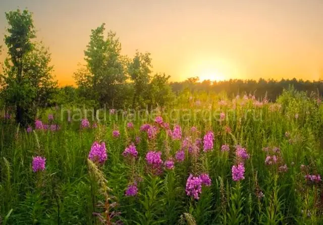 Где растет кипрей