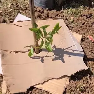 Повторное использование картона для сада