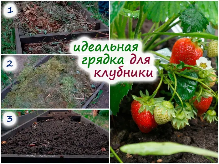 Подготовка грядок под посадку клубники осенью