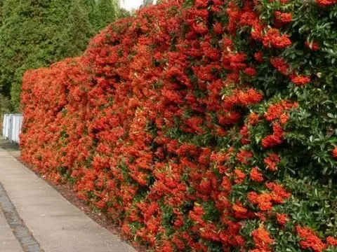  Чем закрыть забор на даче