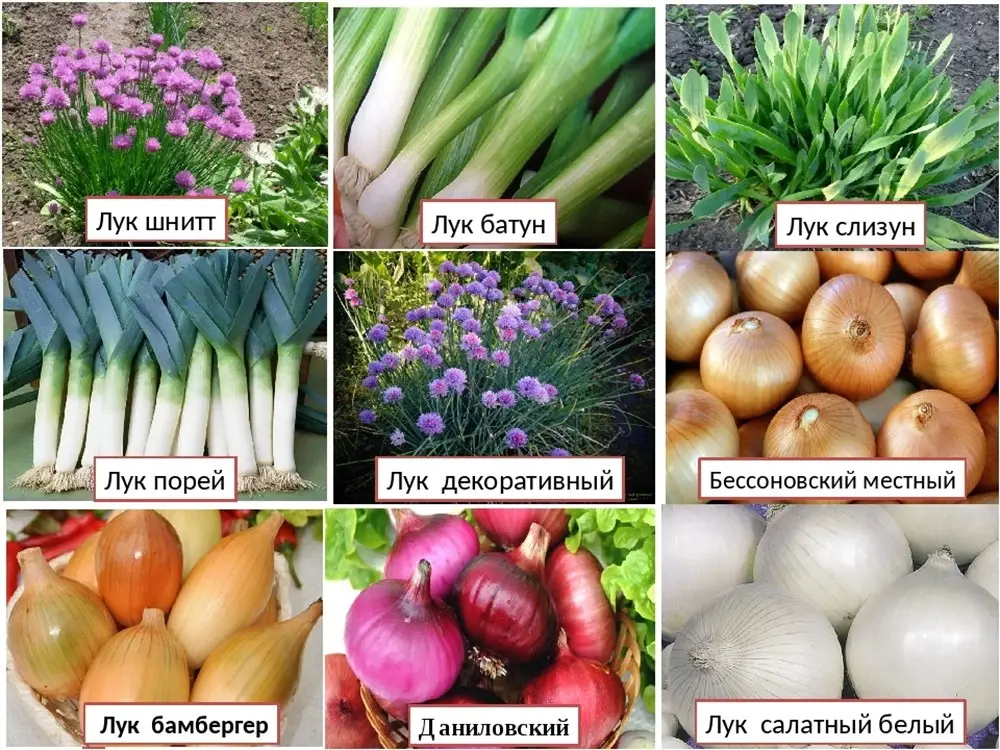 Как сажать лук-севок весной Как сажать лук-севок весной