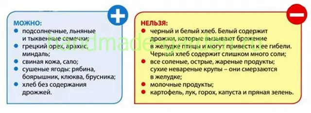 Чем нельзя кормить синичек