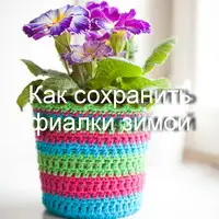 Что необходимо делать, чтобы сохранить фиалки на подоконнике в зимний период