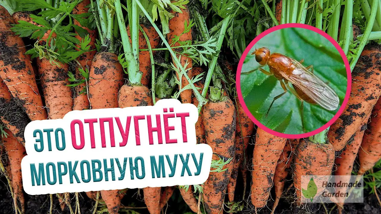 Морковная муха: методы борьбы и профилактика.