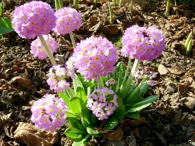 Примула зубчатая Примула зубчатая