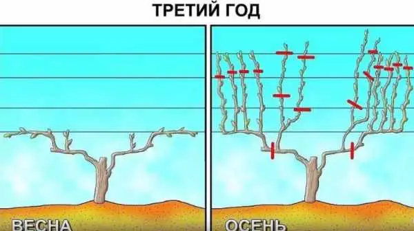 Формирование винограда на третий год