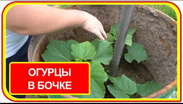 Как огурцы сажать в бочке? Как огурцы сажать в бочке?