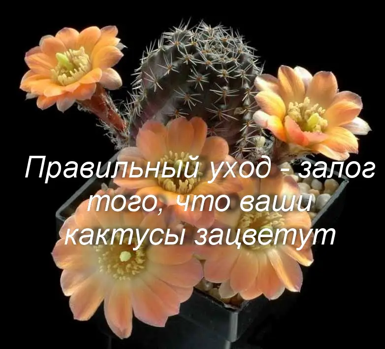 Что нужно сделать, чтобы кактус зацвел