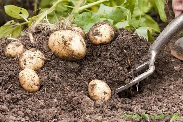 Картофель