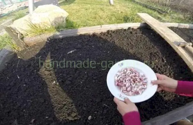 Сеют чеснок как весной, так и осенью.