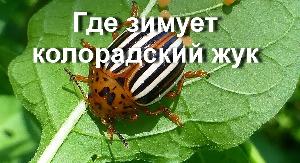 Где зимуют колорадские жуки