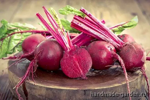 Посадка свеклы в 2021 году: лунный календарь