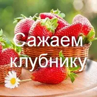 Правила посадки клубники