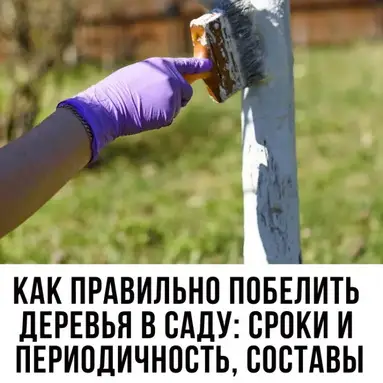 Правильная и простая побелка деревьев и кустов