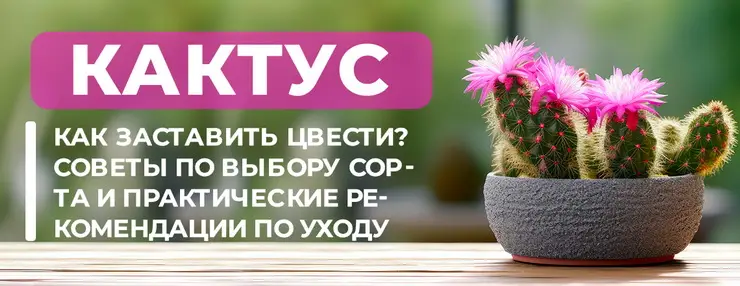 Цветение кактусов