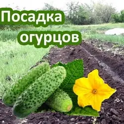 Как посадить огурцы в июле