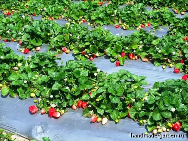 Уход за клубничной плантацией Уход за клубничной плантацией