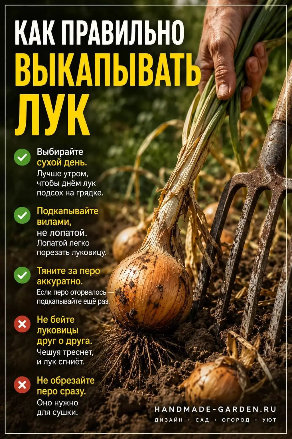 Как правильно выкапывать лук