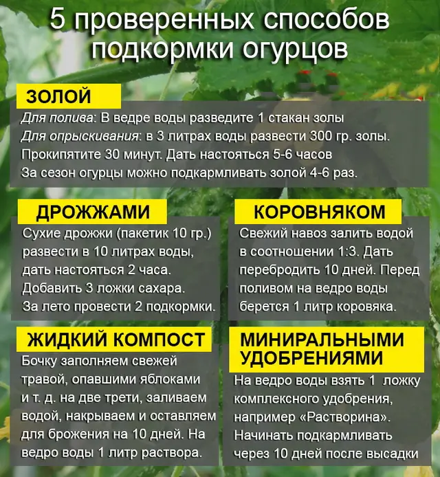 Подкормка огурцов Подкормка огурцов