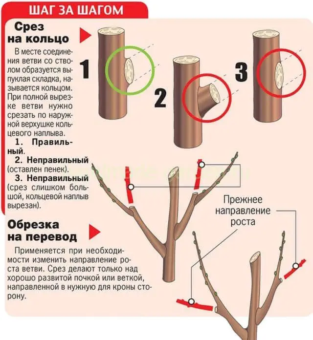 Схема обрезки яблонь. Как правильно обрезать яблоню