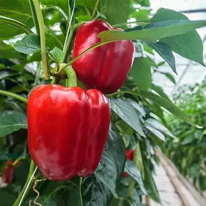 Выбираем лучший сорт перца для теплицы