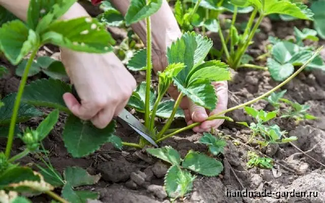 Как размножить клубнику усами