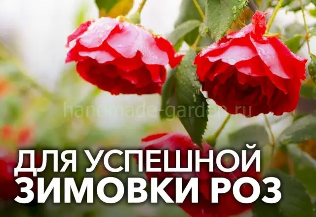 Выбор осенних удобрений, подходящих для роз