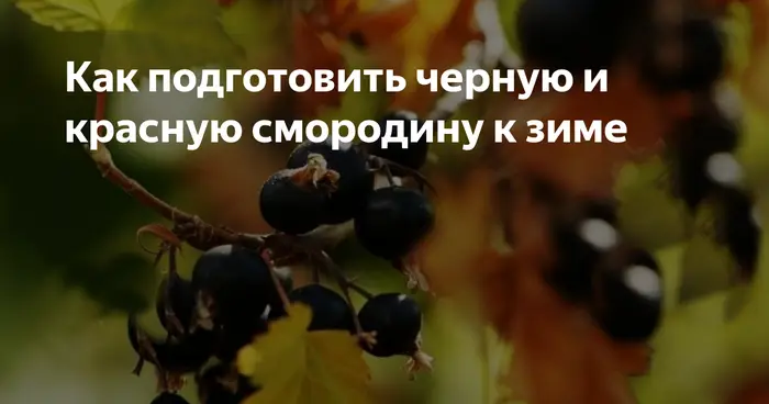 Грамотно подготовить смородину к зиме, не совершая ошибок Грамотно подготовить смородину к зиме, не совершая ошибок