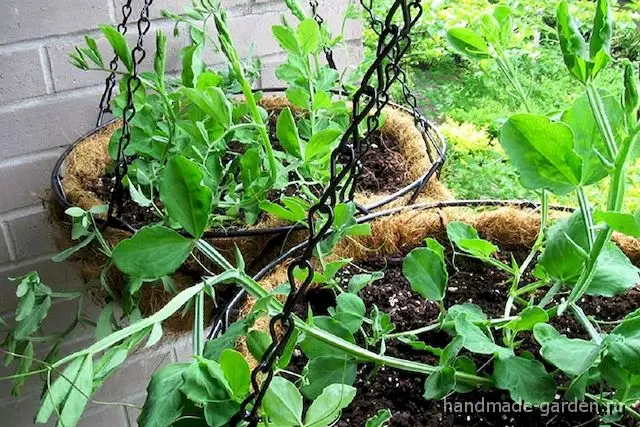 Горох для выращивания в подвесных кашпо