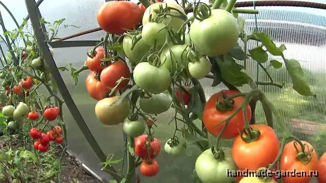 Как ускорить созревание томатов
