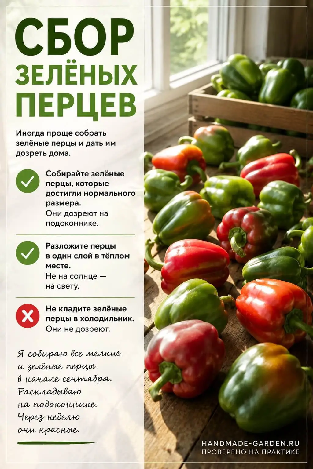 Сбор зелёных перцев