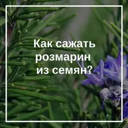Как вырастить розмарин из семян