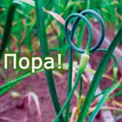 Когда обрезать стрелки чеснока: что это дает и нужно ли?