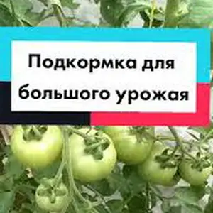Как спасти слабую рассаду?