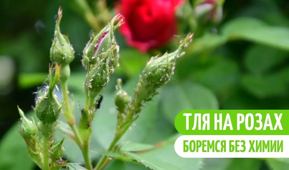 Способы борьбы с тлей на розах Способы борьбы с тлей на розах
